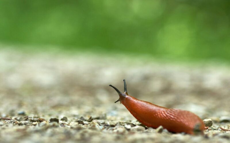 How many noses does a slug have
