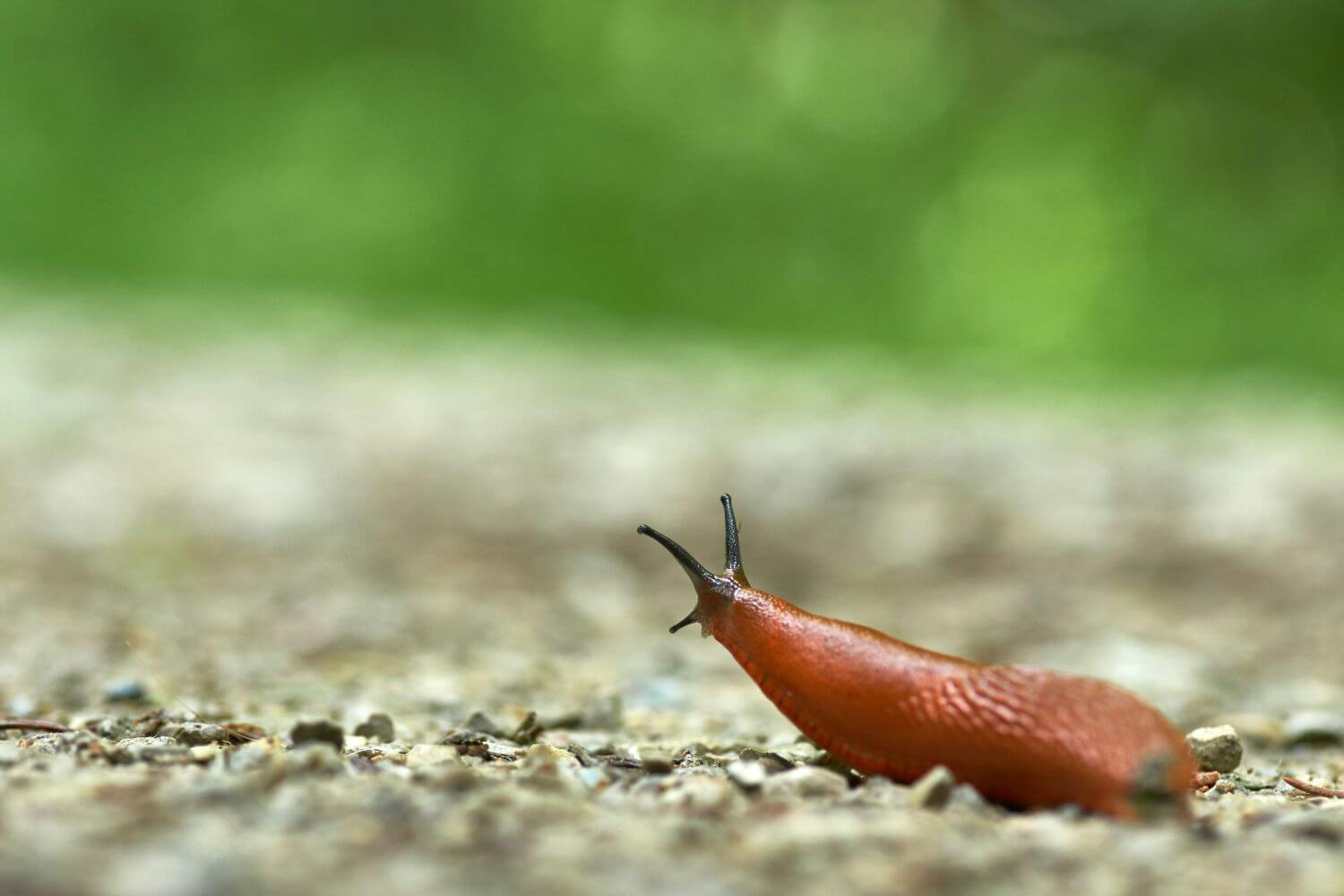 How many noses does a slug have