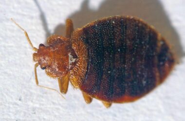 How to check for bed bugs in your couch