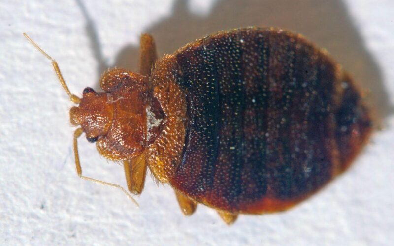 How to check for bed bugs in your couch