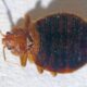 How to check for bed bugs in your couch
