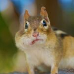 How to fill chipmunk holes