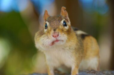 How to fill chipmunk holes