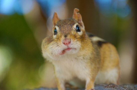 How to fill chipmunk holes