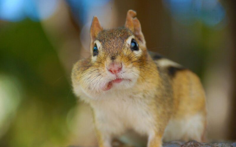 How to fill chipmunk holes