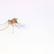 How to get mosquitoes out of your house