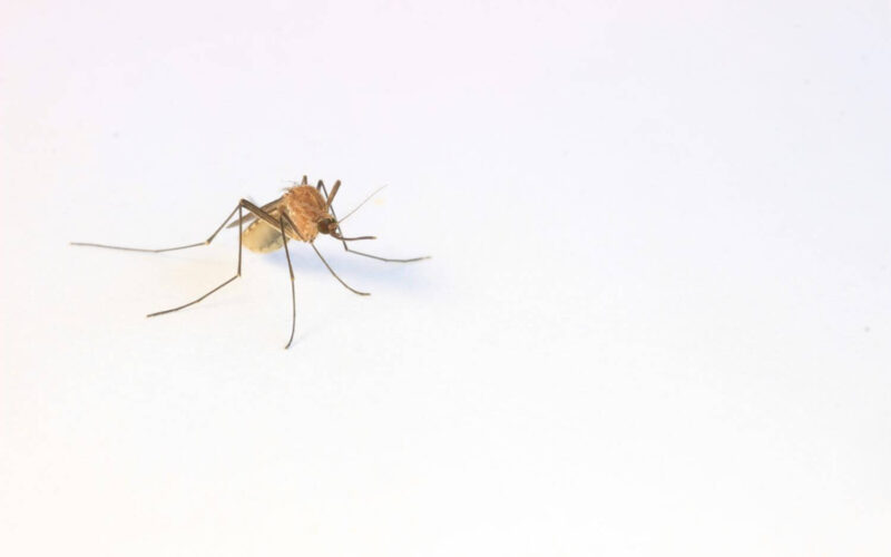 How to get mosquitoes out of your house