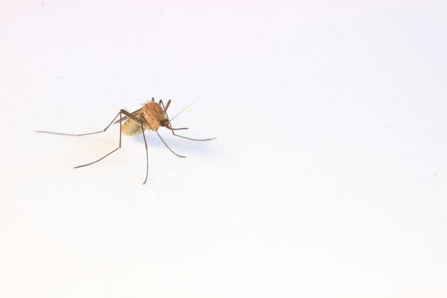 How to get mosquitoes out of your house