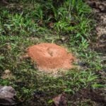 How to get rid of ant hills