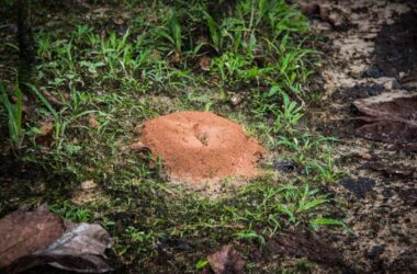 How to get rid of ant hills
