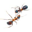 How to get rid of ants in the bathroom