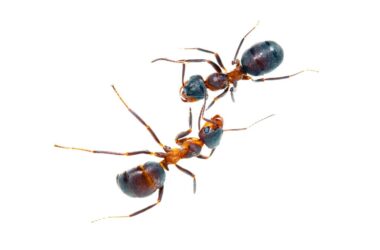 How to get rid of ants in the bathroom