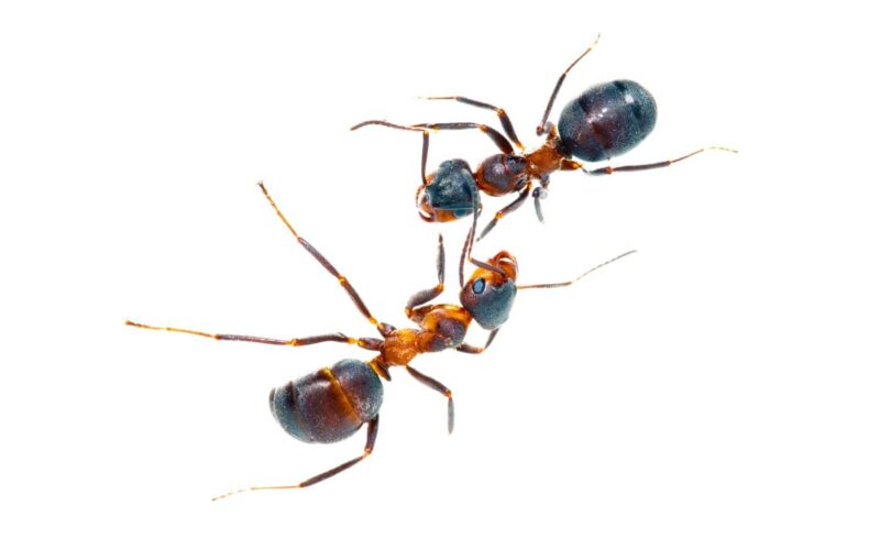 How to get rid of ants in the bathroom