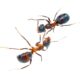 How to get rid of ants in the bathroom