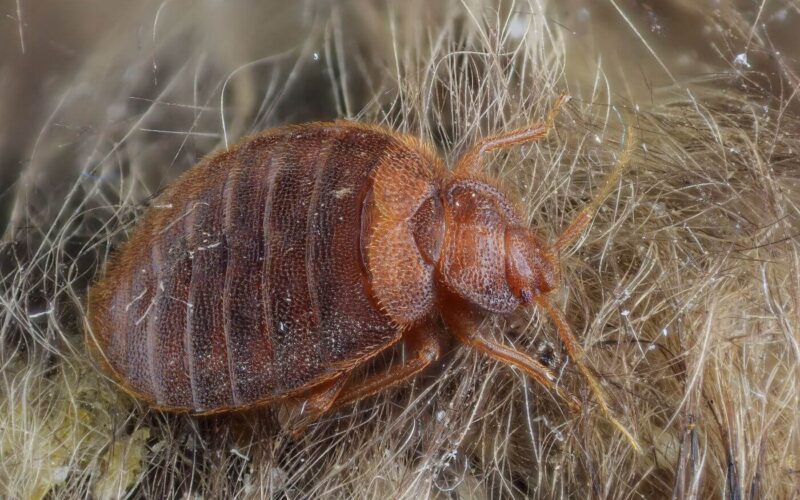 How to get rid of bed bugs fast