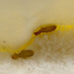 How to get rid of booklice