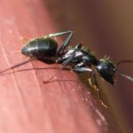 How to get rid of carpenter ants