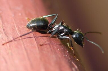 How to get rid of carpenter ants