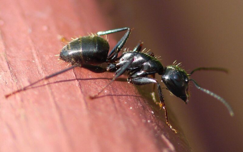How to get rid of carpenter ants