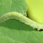 How to get rid of caterpillars