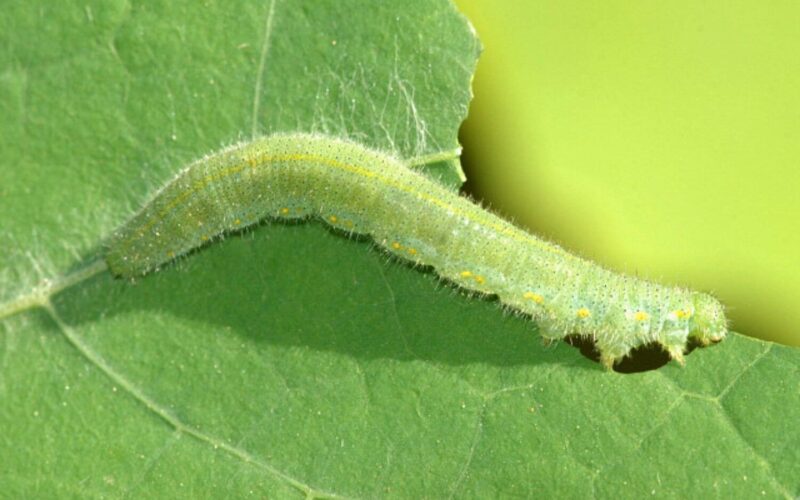 How to get rid of caterpillars
