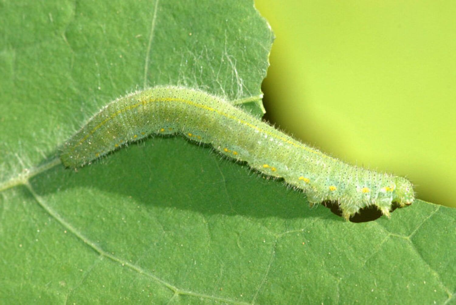 How to get rid of caterpillars