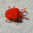 How to get rid of chiggers in your yard