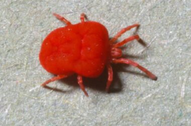 How to get rid of chiggers in your yard