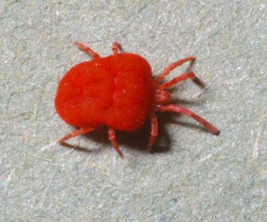 How to get rid of chiggers in your yard
