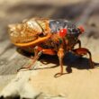 How to get rid of cicadas