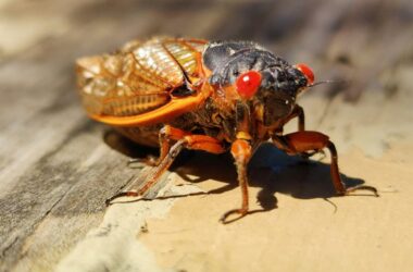 How to get rid of cicadas