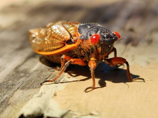 How to get rid of cicadas