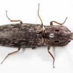 How to get rid of click beetles