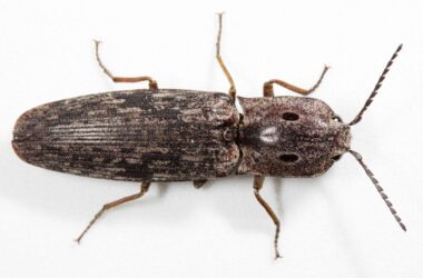 How to get rid of click beetles