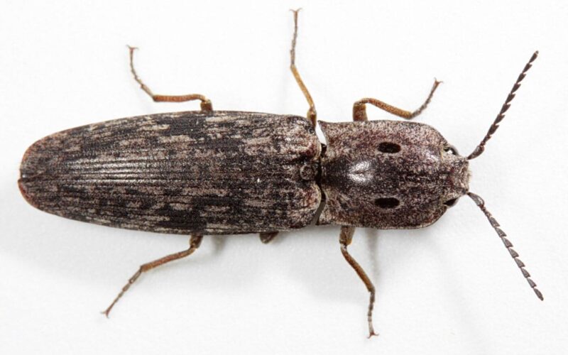 How to get rid of click beetles