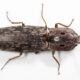 How to get rid of click beetles