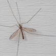 How to get rid of crane flies