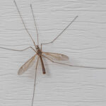 How to get rid of crane flies