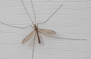 How to get rid of crane flies