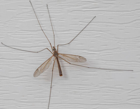 How to get rid of crane flies