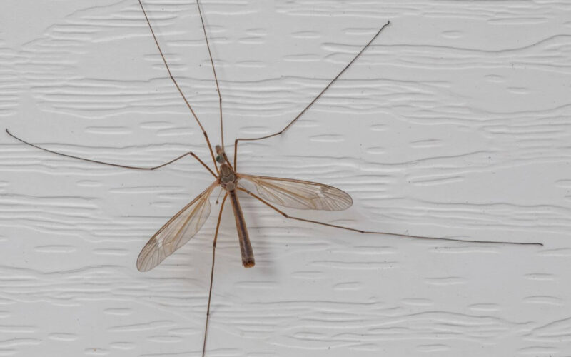 How to get rid of crane flies