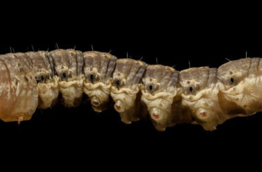 How to get rid of cutworms