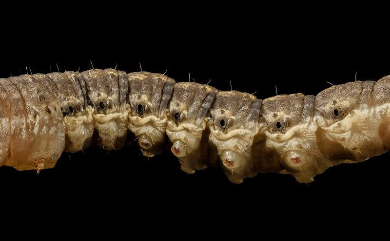 How to get rid of cutworms