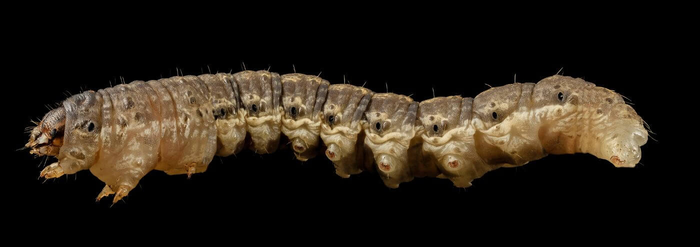 How to get rid of cutworms