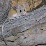 How to get rid of deer mice