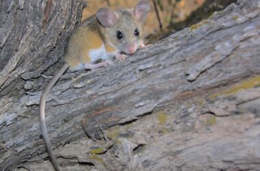 How to get rid of deer mice