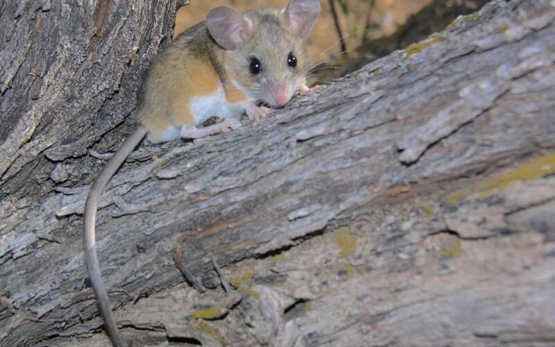 How to get rid of deer mice