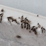 How to get rid of flying ants