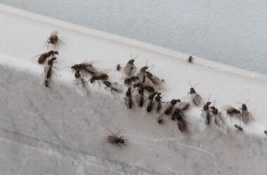 How to get rid of flying ants