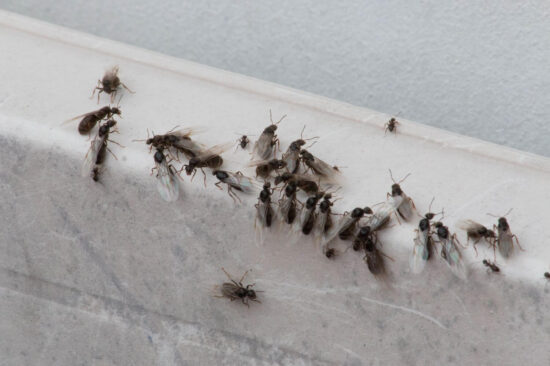 How to get rid of flying ants